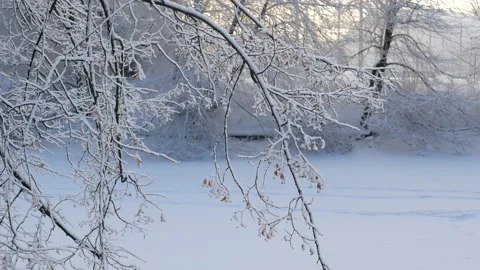 Winter landscape - a snow-covered park with beautiful trees. Video stock 168530334