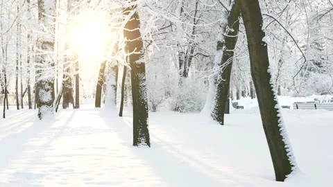 Winter landscape - a snow-covered park with beautiful trees. Stock-Footage 168945590