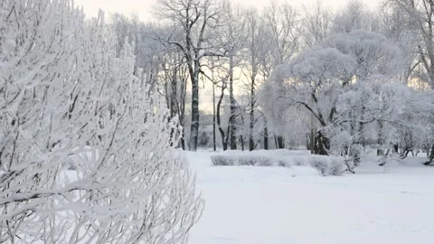 Winter landscape - a snow-covered park with beautiful trees. Stock-Footage 168945593