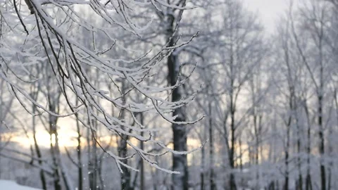 Winter landscape - a snow-covered park with beautiful trees. Stock-Footage 168945723