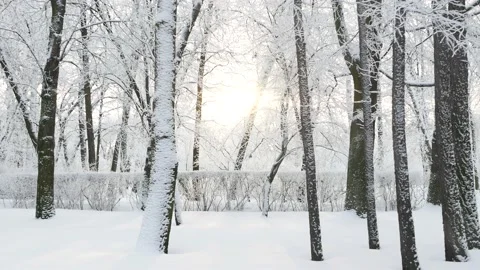 Winter landscape - a snow-covered park with beautiful trees. Video stock 168945822