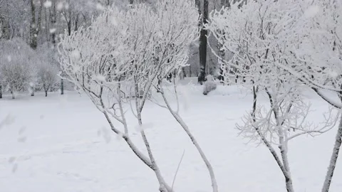 Winter landscape - a snow-covered park with beautiful trees. Stock-Footage 168945830