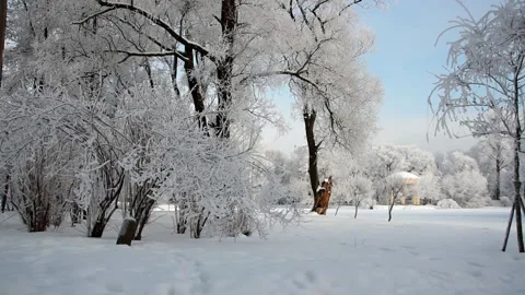 Winter landscape - a snow-covered park with beautiful trees. Video stock 231964366