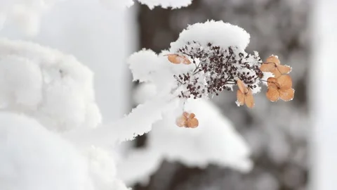 Winter landscape - a snow-covered park. Stock Footage 231965883