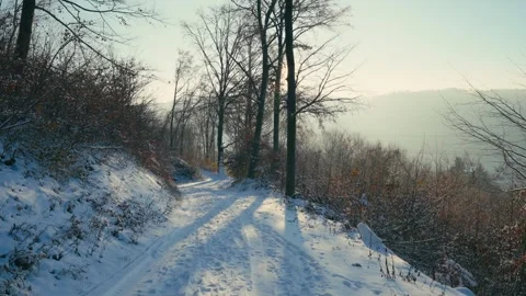 Winter Landscape with Snow Covered Path Through Forest in Morning Light 库存影片 331167635