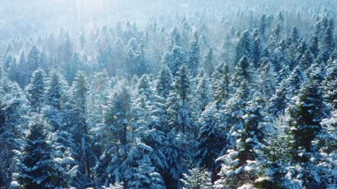 Winter landscape of snow covered pine trees forest sunny clear blue sky Video stock 292840571