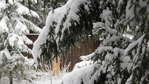 Winter landscape with snow-covered pine trees, heavy fresh snowfall blanketing b Stock Footage 325746104