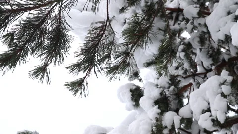 Winter landscape with snow-covered pine trees, heavy fresh snowfall blanketing b Stock Footage 325746413