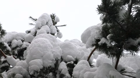 Winter landscape with snow-covered pine trees, heavy fresh snowfall blanketing b Stock Footage 325746540
