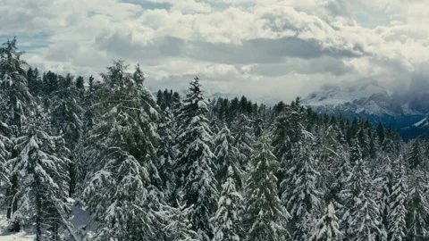Winter Landscape with Snow Covered Pine Trees in the High Mountain Range Stock Footage 331170164