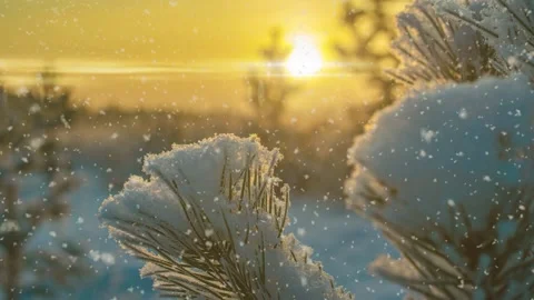 Winter Landscape with Snow-Covered Pine Branches at Golden Sunset 4K Animation Stock Footage 341476839