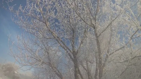Winter landscape. Snow-covered  tree branches during the snowfall. Stock Footage 71748654