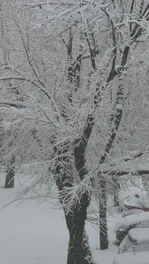 Winter landscape with snow covered tree in urban setting Stock Footage 346687080