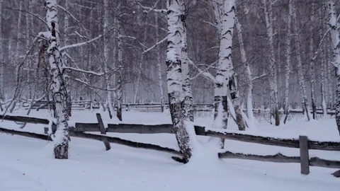 Winter landscape. Snow covered trees in the forest. An old fence. Vidéo 73637146