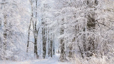 Winter landscape. Snow covered trees. Snowfall in winter in the forest, soft Stock Footage 146163259