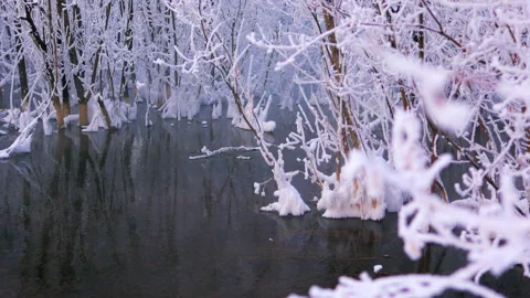 Winter landscape of snow-covered trees in water and fog Stock Footage 147481294