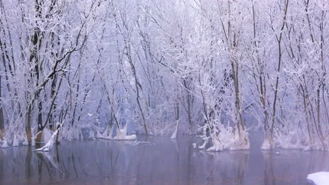 Winter landscape of snow-covered trees in water and fog Video stock 147482466