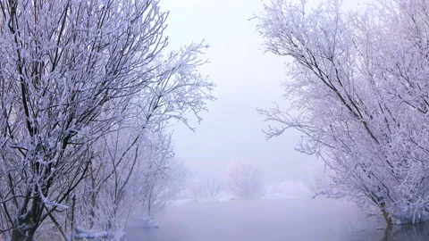 Winter landscape of snow-covered trees in water and fog Stock Footage 147535595