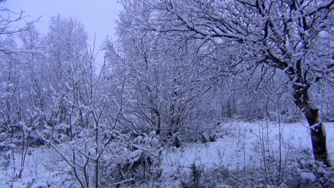 Winter Landscape: Snow Covered Trees and Ground Stock Footage 310216637