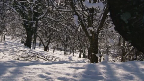 Winter landscape:  snow-covered trees on meadow Stock Footage 319992781