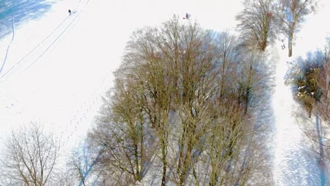 Winter Landscape With Snow-Covered Trees and Long Shadows in a Serene Forest Stock Footage 327908002