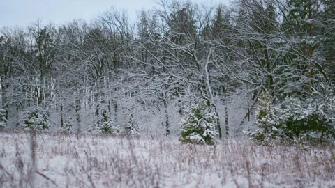Winter landscape with snow covered trees in a forest clearing Stock Footage 333484438