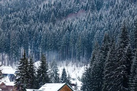 Winter landscape with snow covered trees Stock Photos