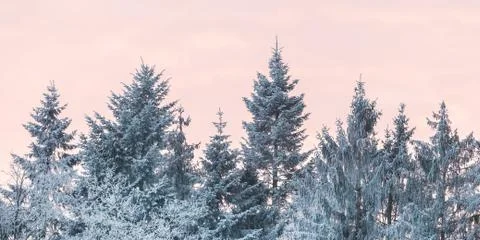 Winter landscape with snow covered trees at the Dutch Veluwezoom Fotos de archivo