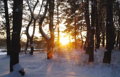 Winter landscape with snow covered trees Stock Photos