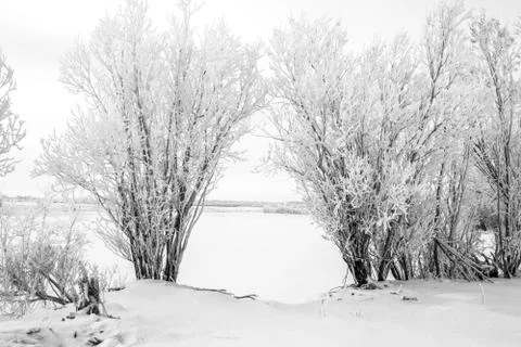 Winter landscape. Snow-covered trees on the banks of a frozen river. Magic trees Stock Photos
