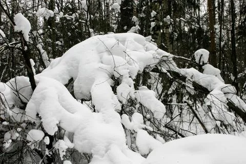 Winter landscape. Snow-covered trees and bushes in the forest. Stock Photos