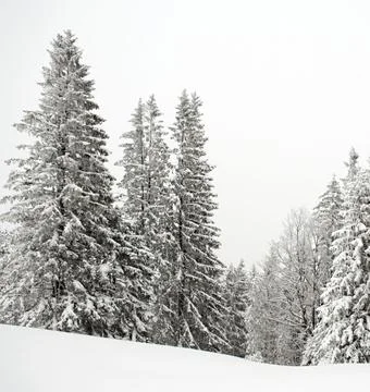 Winter Landscape with Snow-Covered Trees Stock Photos