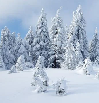 Winter Landscape with Snow-Covered Trees Stock Photos