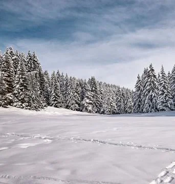 Winter Landscape with Snow-Covered Trees Stock Photos