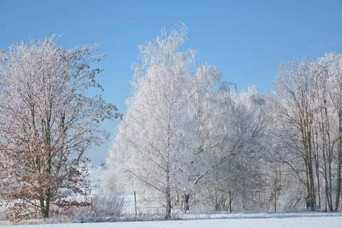 Winter landscape with snow covered trees and a clear blue sky Stock Photos