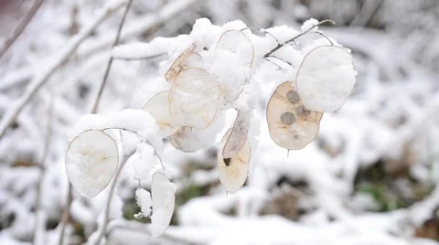 Winter landscape with snow falling on beautiful lunaria seedpods Stock Footage 55374238