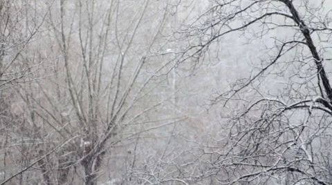 Winter Landscape, Snow Falling Over Trees, Deserted Park, Winter in The City Stock Footage 54989700