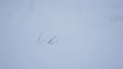 Winter landscape. Snow is falling. Siberia Stock Footage 258569509