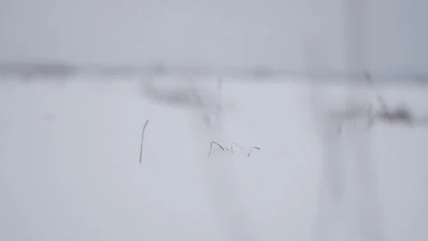 Winter landscape. Snow is falling. Siberia Stock Footage 258733138
