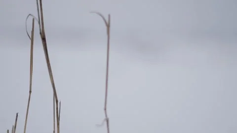 Winter landscape. Snow is falling. Siberia Stock Footage 258733457