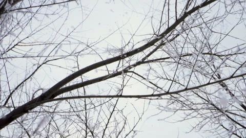 Winter landscape. Snow falling on tree branches against blue sky. Slow motion HD 库存影片 100974477