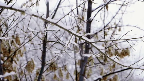 Winter landscape. Snow falling on tree branches against blue sky. Slow motion HD 库存影片 100974554