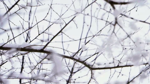 Winter landscape. Snow falling on tree branches against blue sky. Slow motion HD 库存影片 100974561