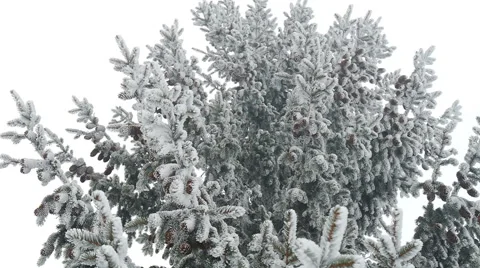 Winter landscape with snow Stock Footage 53243279