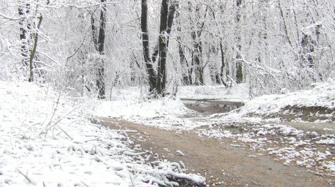 Winter landscape in snow forest. Видео 291029