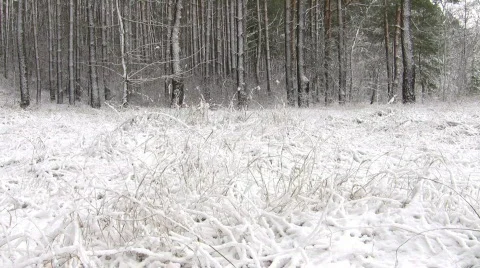 Winter landscape in snow forest. 動画素材 291121