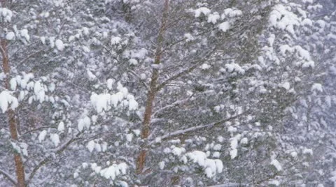 Winter landscape with snow in forest Stock Footage 20494583