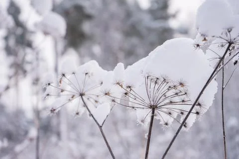 Winter landscape, snow in the forest. Home in the forest. The path in the snow. Stock Photos