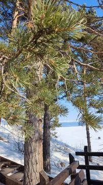 Winter landscape with snow Stock Photos