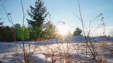 Winter landscape. Snow, trees, dry grass, frost and bright rays of the sun. Stock Footage 233314742